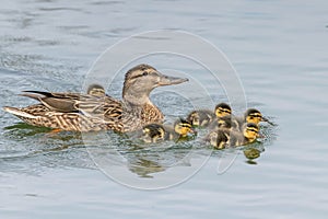 Ducklings Swimming, MallardÃÂ Duck Babies on Water Surface